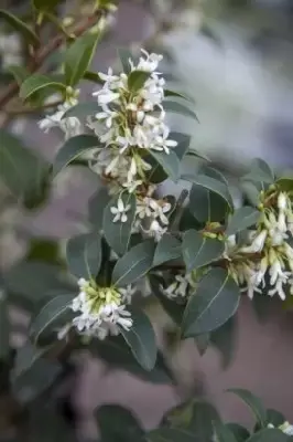 OSMANTHUS x burkwoodii - image 2