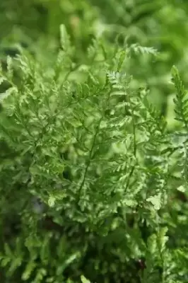 DRYOPTERIS filix-mas 'Linearis Polydactyla' - image 2