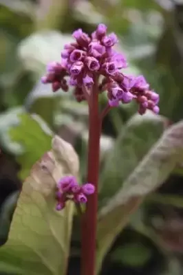 BERGENIA cordifolia 'Purpurea' - image 2