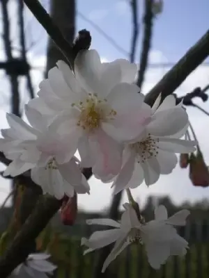 PRUNUS subhirtella 'Autumnalis Rosea' - image 2