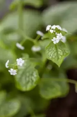 BRUNNERA macrophylla 'Mister Morse' - image 2