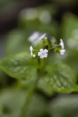 BRUNNERA macrophylla 'Mister Morse' - image 3