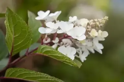 HYDRANGEA paniculata 'Pinky Winky' - image 2