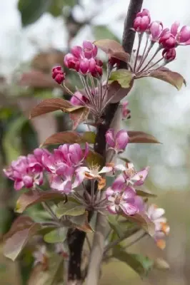 MALUS x purpurea 'Neville Copeman' - image 2