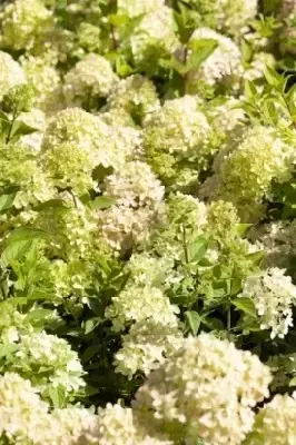 HYDRANGEA arborescens 'Sweet Annabelle' - image 2