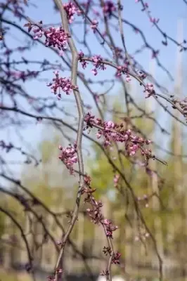 CERCIS canadensis 'Ruby Falls' - image 2