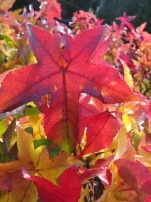 LIQUIDAMBAR styraciflua 'Gum Ball' - image 3