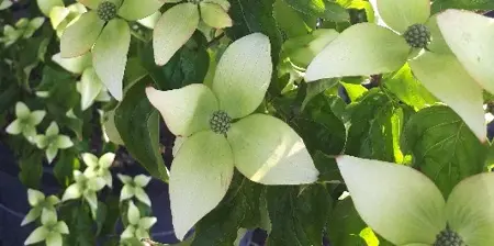 CORNUS kousa 'National' - image 2