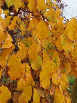 PARROTIA persica 'Pendula' - image 2