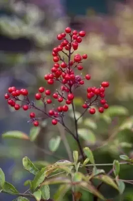 NANDINA domestica - image 3