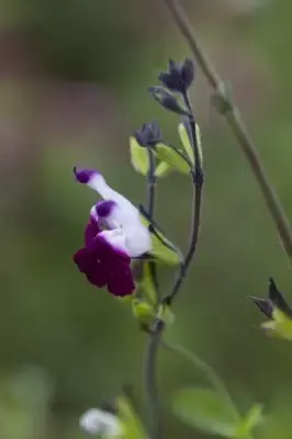 SALVIA 'Amethyst Lips'