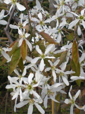 AMELANCHIER lamarckii - image 2