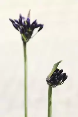 AGAPANTHUS 'Royal Velvet' - image 2