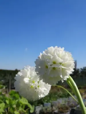 PRIMULA denticulata alba - image 2