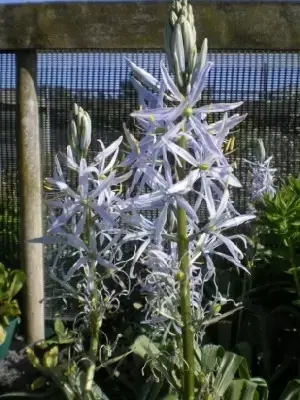 CAMASSIA cusickii - image 2