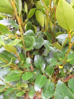 GRISELINIA littoralis 'Green Horizon' - image 2