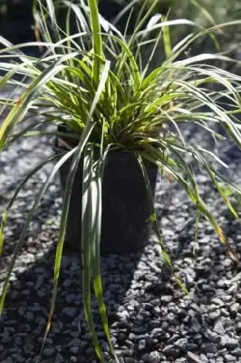 CAREX oshimensis 'Evercream'