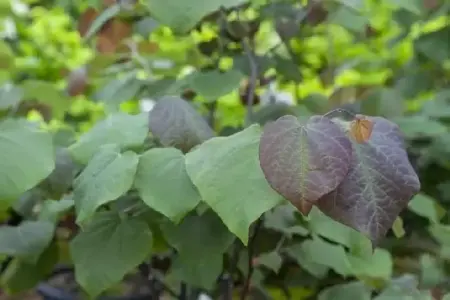 CERCIS canadensis 'Forest Pansy' - image 1