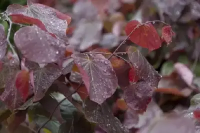 CERCIS canadensis 'Forest Pansy' - image 4