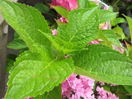 HYDRANGEA macrophylla 'Sweet Cupcake' - image 2