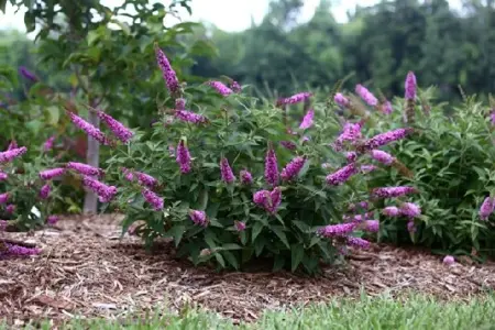 BUDDLEJA 'Pink Micro Chip' - image 2