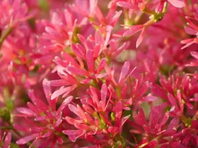 HEPTACODIUM miconioides 'Temple of Bloom' - image 1