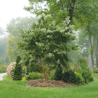 HEPTACODIUM miconioides 'Temple of Bloom' - image 3