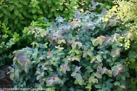 SPIRAEA japonica 'Double Play Blue Kazoo' - image 2