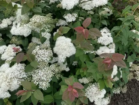 SPIRAEA japonica 'Double Play Blue Kazoo' - image 5