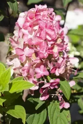 HYDRANGEA paniculata 'Fire Light' - image 2