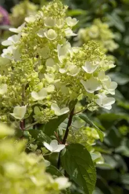 HYDRANGEA paniculata 'Fire Light' - image 3