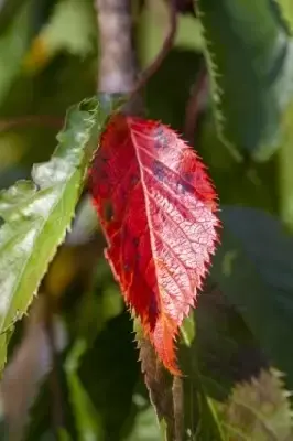 PRUNUS 'Kiku-shidare-zakura' - image 3