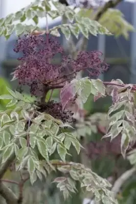 ARALIA elata 'Variegata' - image 2