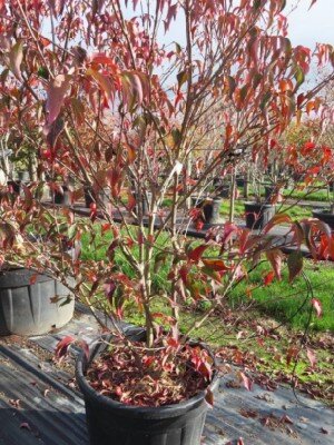 CORNUS kousa 'Cappuccino' - image 2