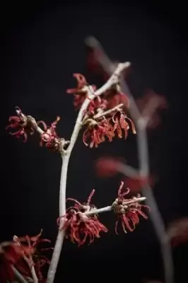 HAMAMELIS x intermedia 'Diane' - image 1