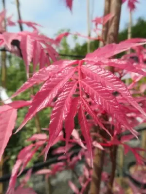 TOONA sinensis 'Flamingo' - image 5