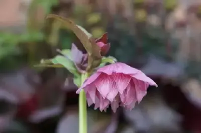 HELLEBORUS x hybridus 'Harvington Double Pink' - image 2