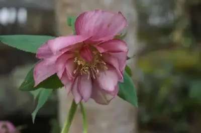 HELLEBORUS x hybridus 'Harvington Double Pink' - image 3