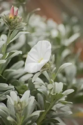 CONVOLVULUS cneorum - image 3