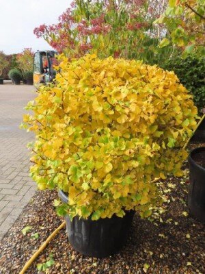 GINKGO biloba 'Globosa' - image 2