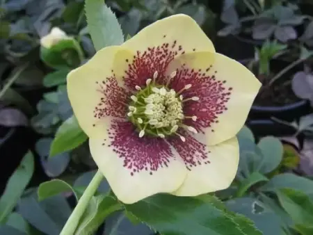 HELLEBORUS x hybridus 'Harvington Yellow Speckled' - image 2