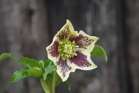 HELLEBORUS x hybridus 'Harvington Yellow Speckled' - image 3