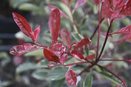 PHOTINIA x fraseri 'Pink Marble' - image 2