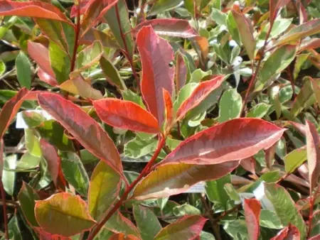 PHOTINIA x fraseri 'Pink Marble' - image 3