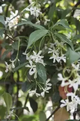 TRACHELOSPERMUM jasminoides - image 2