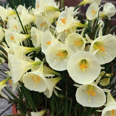 Narcissus 'Arctic Bells' - image 2