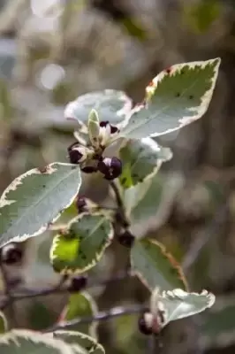 PITTOSPORUM 'Garnettii' - image 2