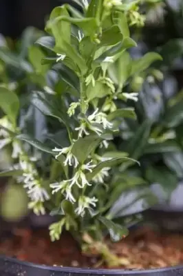 SARCOCOCCA confusa - image 2