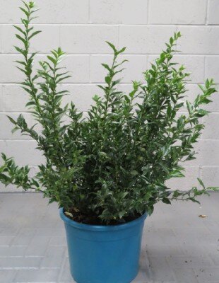 SARCOCOCCA confusa - image 1