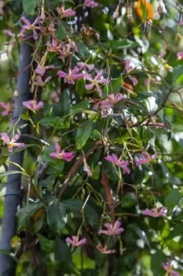 TRACHELOSPERMUM asiaticum 'Pink Showers' - image 2